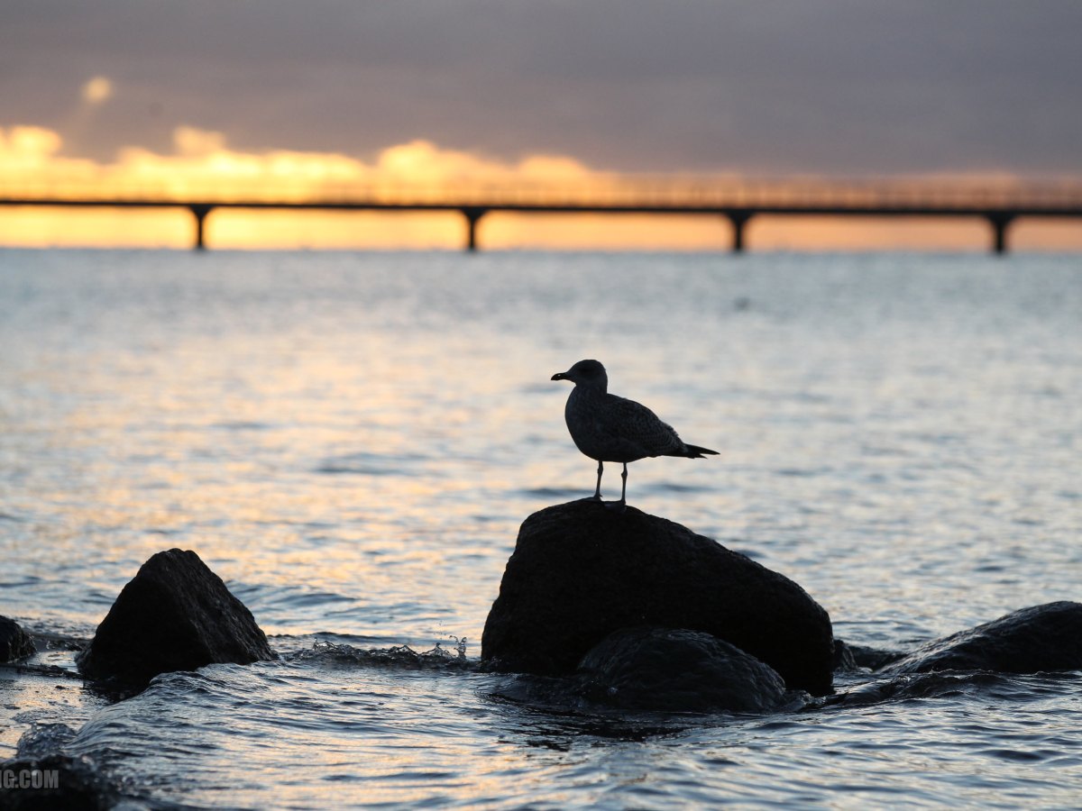 Seagull Sunrise, Grömitz,&nbsp;Germany