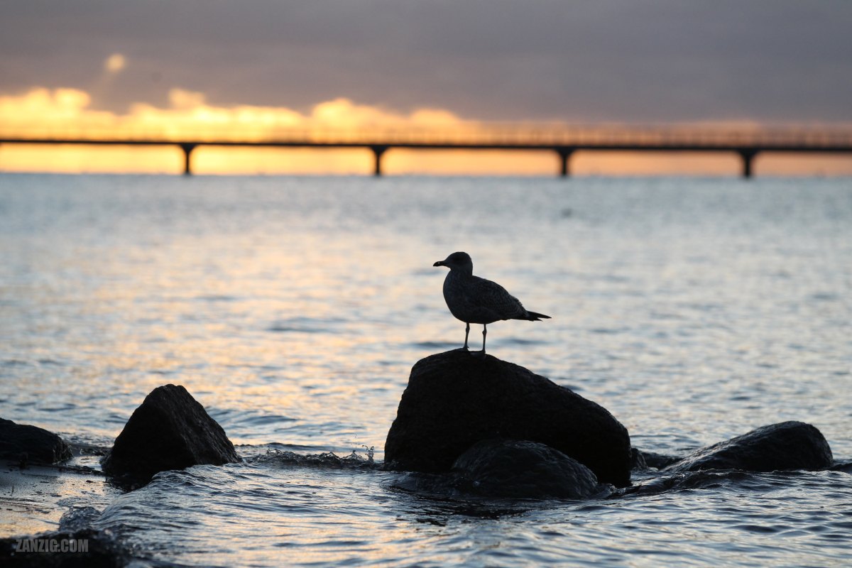 Seagull Sunrise, Grömitz,&nbsp;Germany