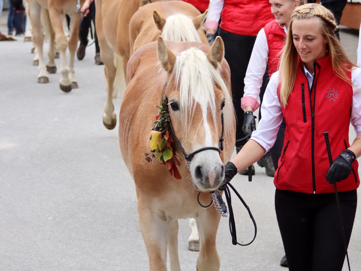 Parade of Haflinger Stallions, Ebbs, Austria,&nbsp;2025