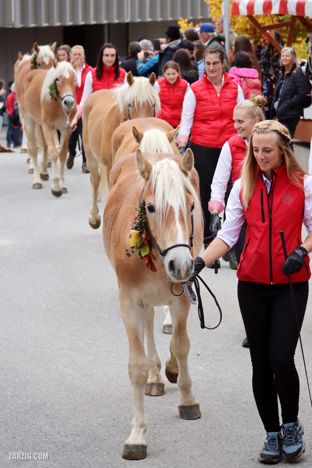 Parade of Haflinger Stallions, Ebbs, Austria,&nbsp;2025