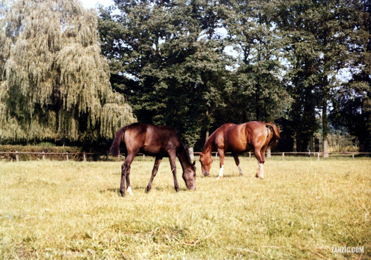 Mare “Bellamie” and Her Foal, Germany, c.&nbsp;1959