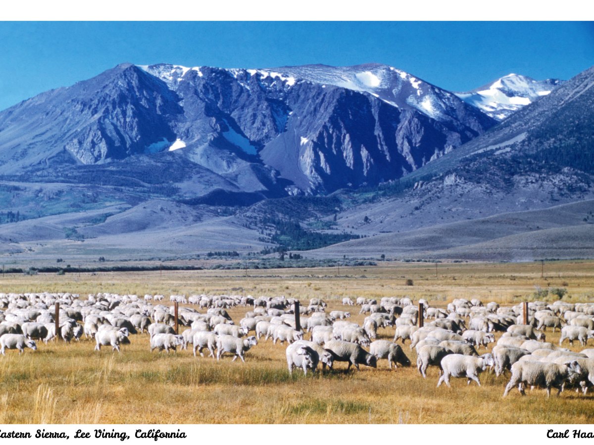 Eastern Sierra, Lee Vining, California,&nbsp;1958