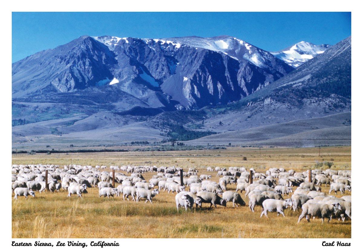 Eastern Sierra, Lee Vining, California,&nbsp;1958
