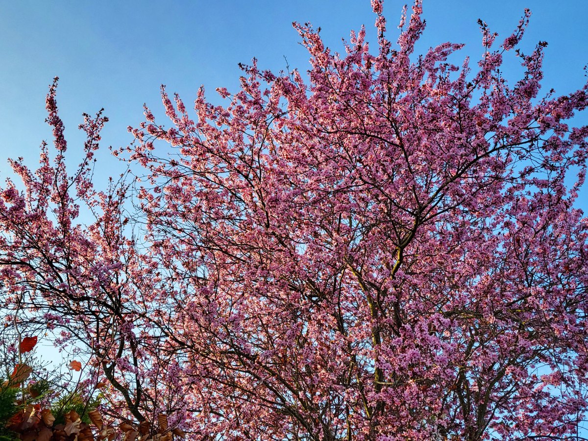 Spring, Germany, 2026&nbsp;(I)