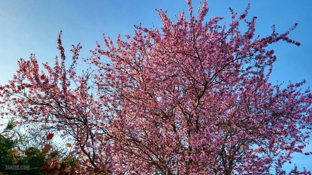 Spring, Germany, 2026