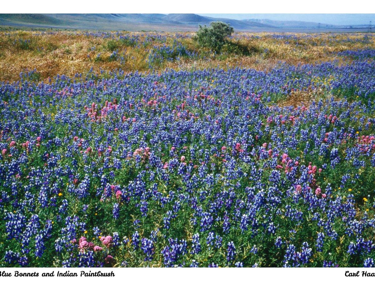 Blue Bonnets and Indian Paintbrush, USA,&nbsp;1958