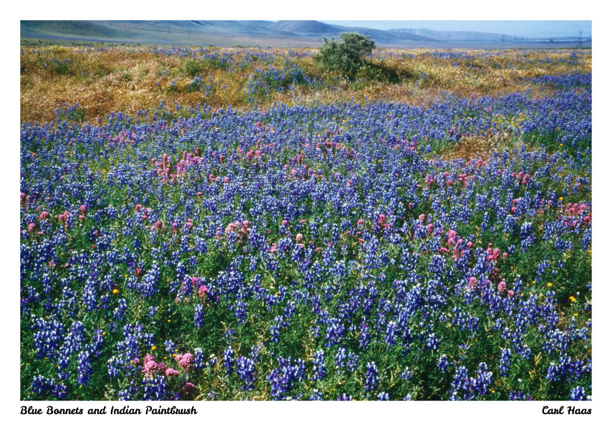 Blue Bonnets and Indian Paintbrush, USA,&nbsp;1958