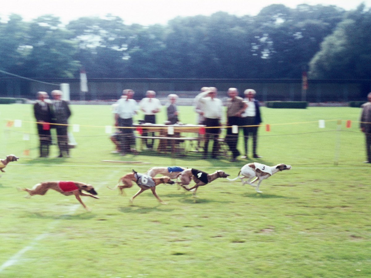 A Day At The Races,&nbsp;1960s