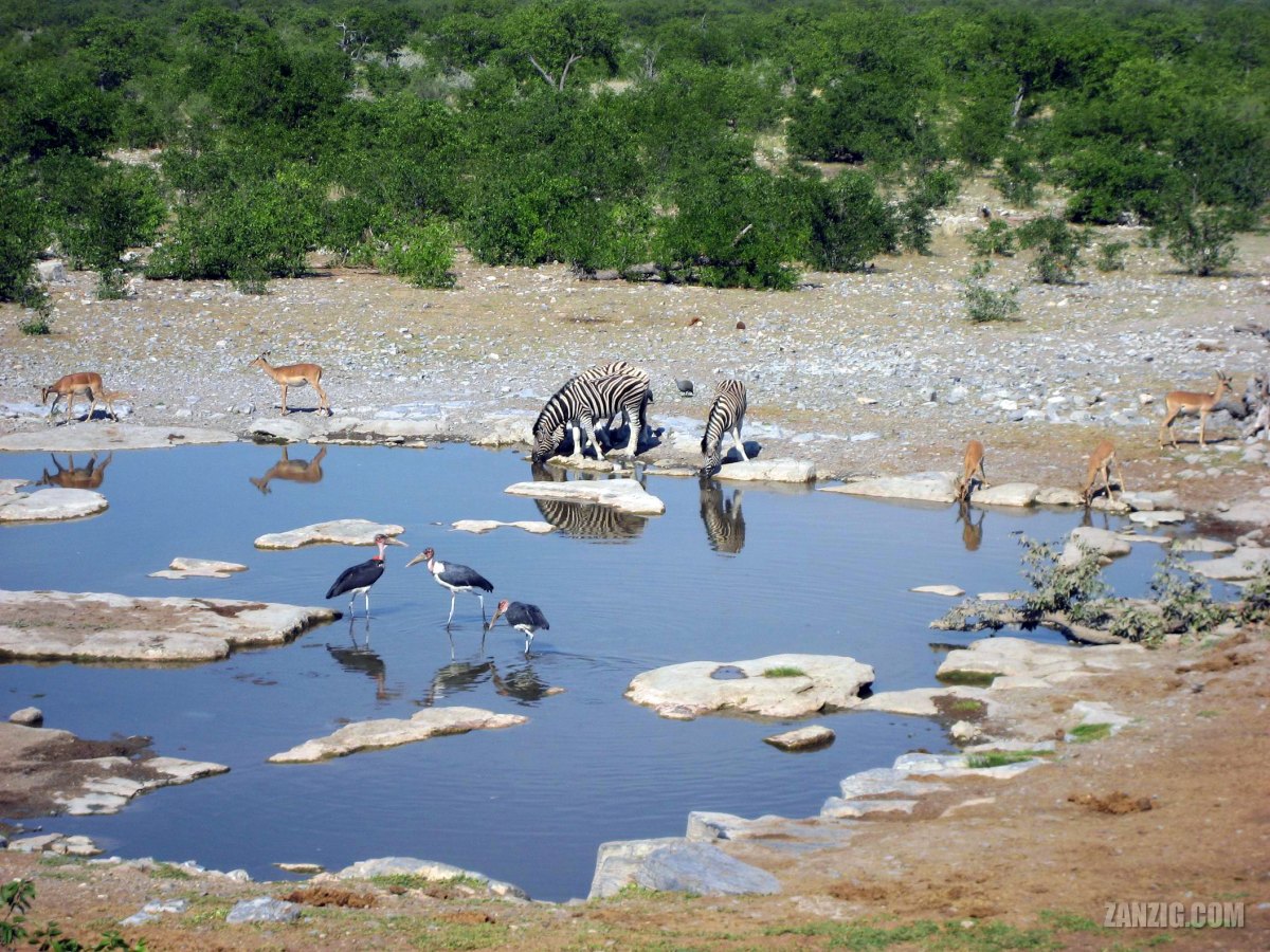 At The Waterhole, Namibia&nbsp;(III)