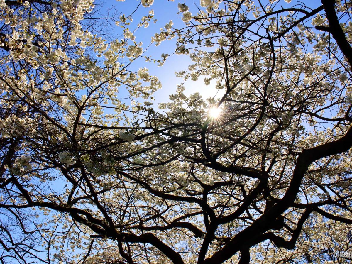 Spring, Germany, 2026&nbsp;(III)