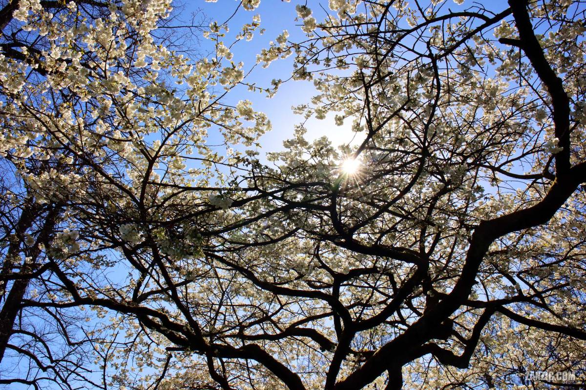 Spring, Germany, 2026&nbsp;(III)