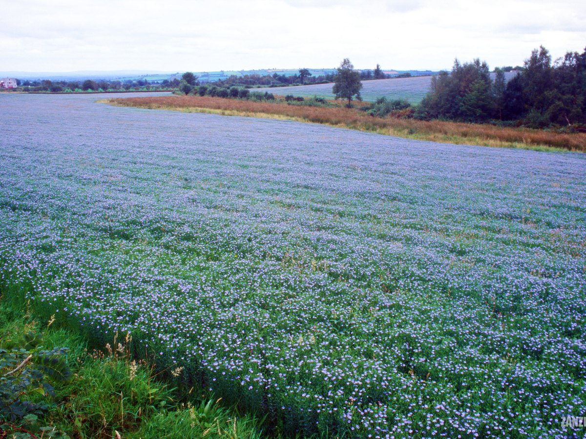Sea of Flax, Ireland,&nbsp;1999