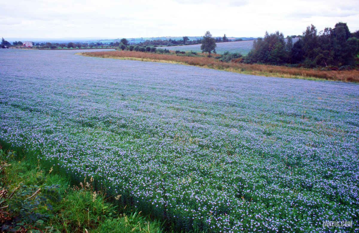 Sea of Flax, Ireland,&nbsp;1999